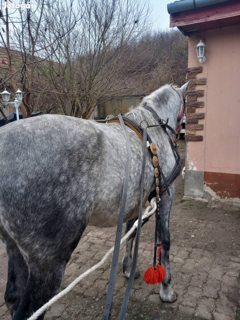 Elado tiszta verü lipicai kanca 