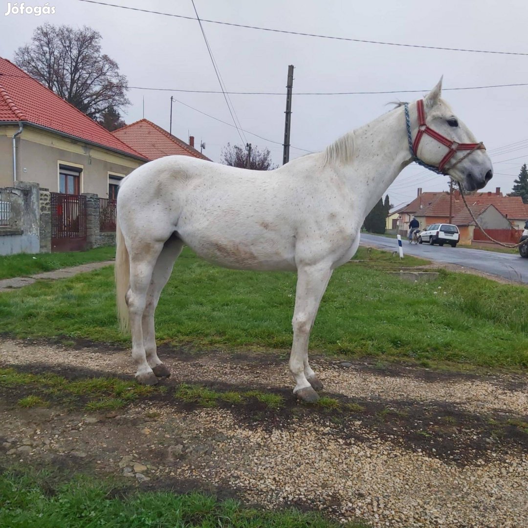 Eladó tiszta vérű lipicai kanca lo