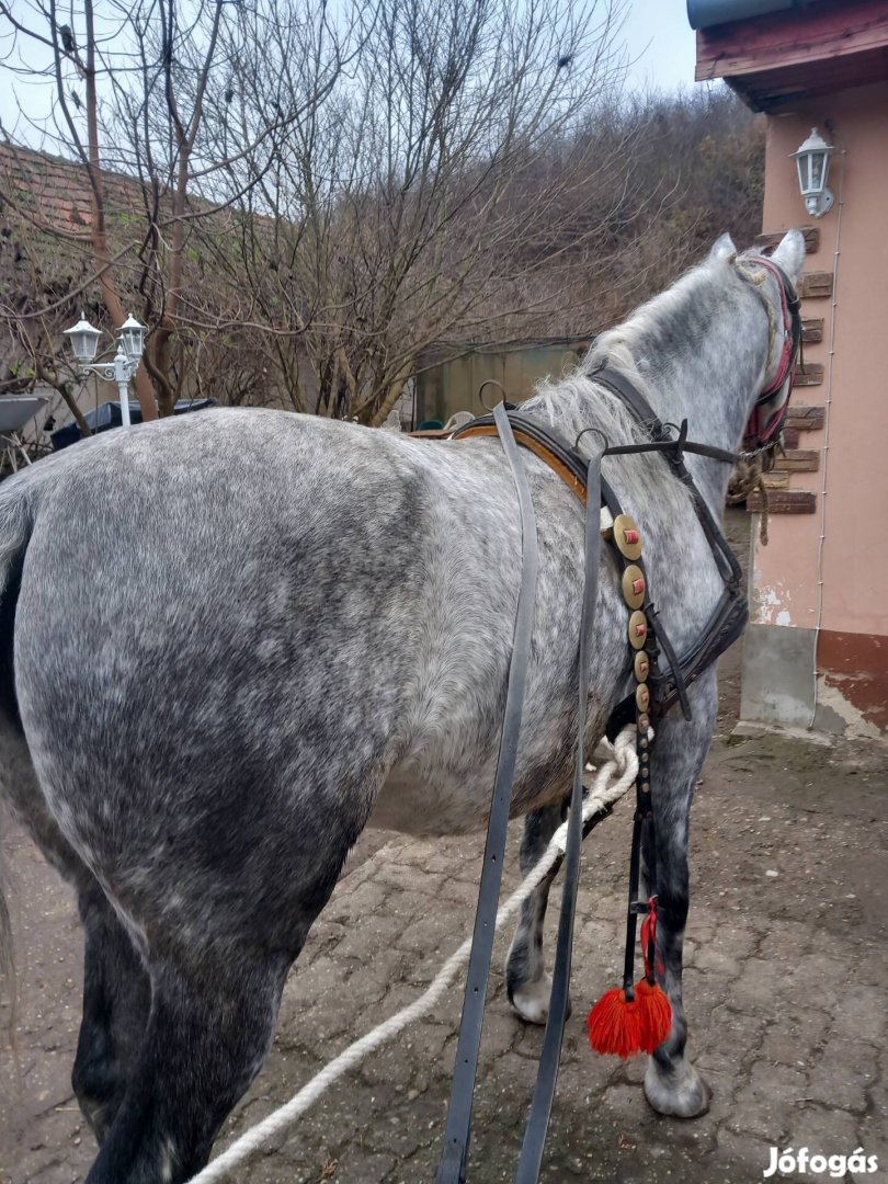 Elado tiszta verü lipicai kanca szarmozasi lóutlevelel 