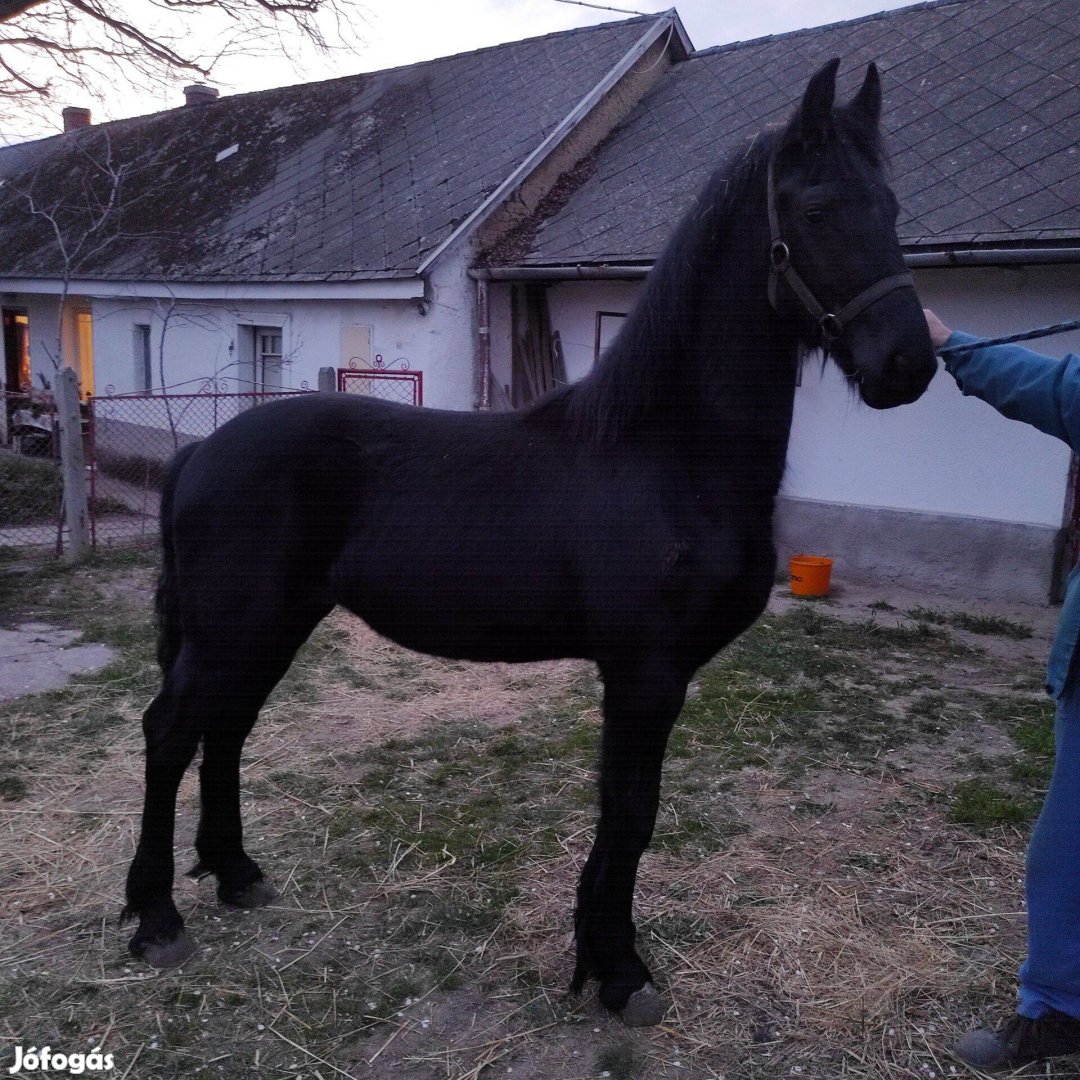 Eladó tisztavérű fríz csődör csikó