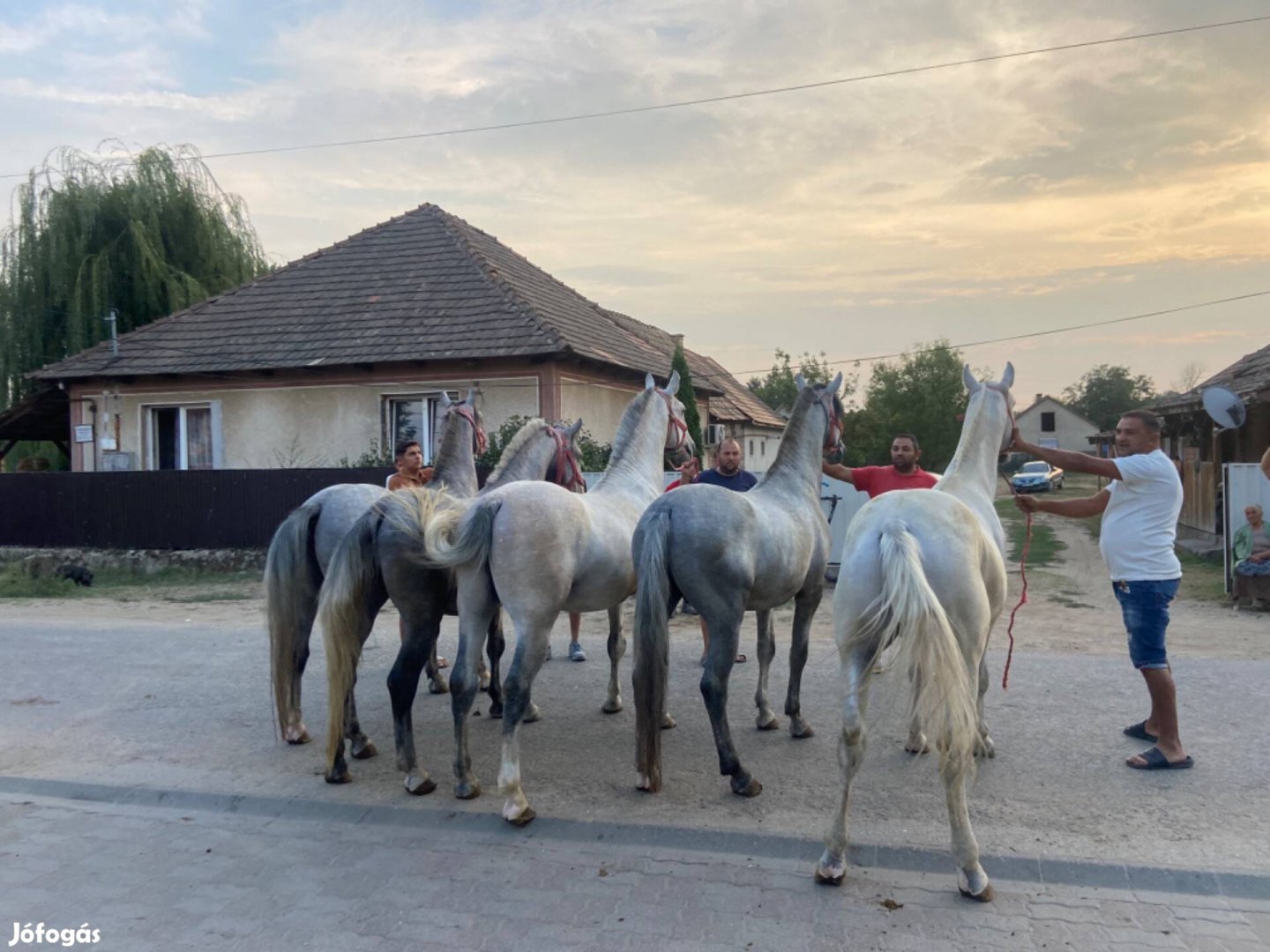 Elado tisztavérü lipicai lovak