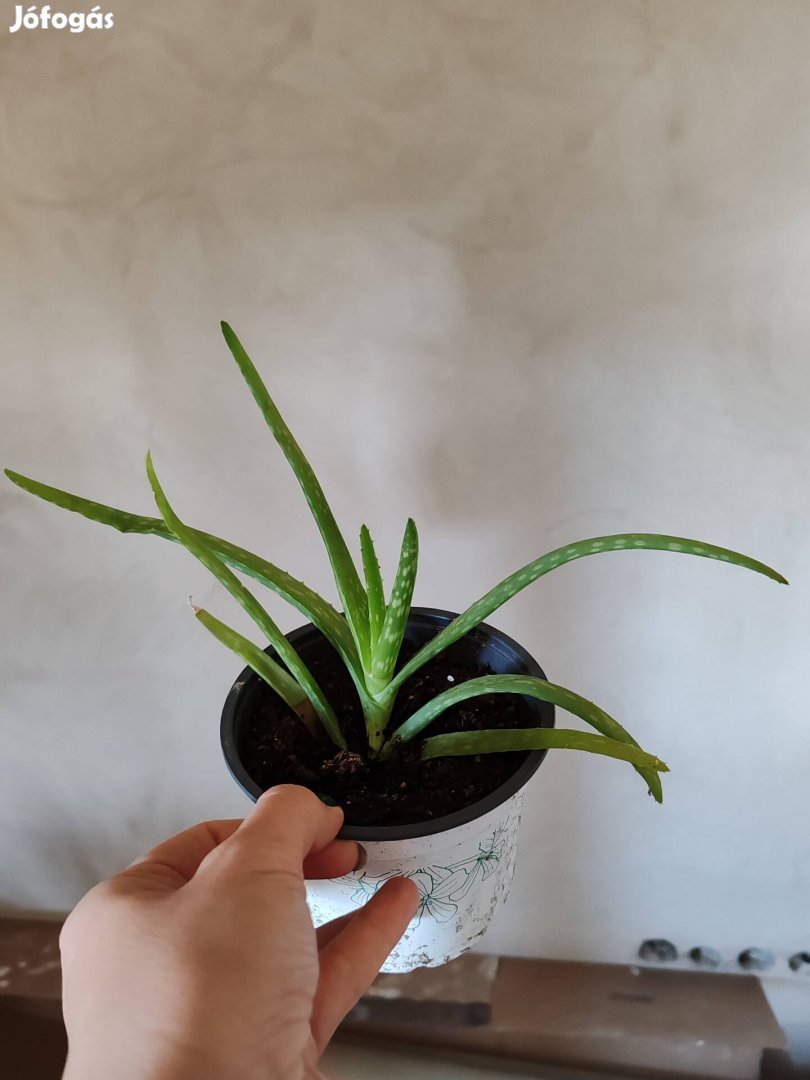 Elado több Aloe vera