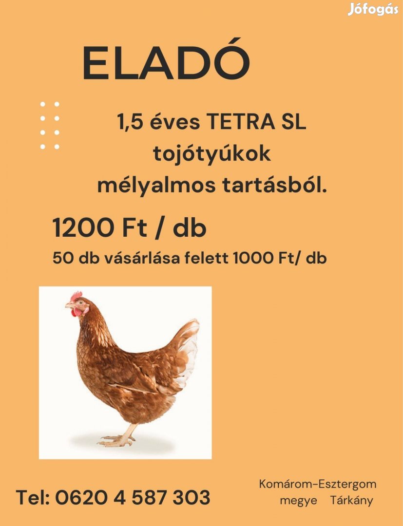 Eladó tojótyúk TETRA SL 1,5 éves