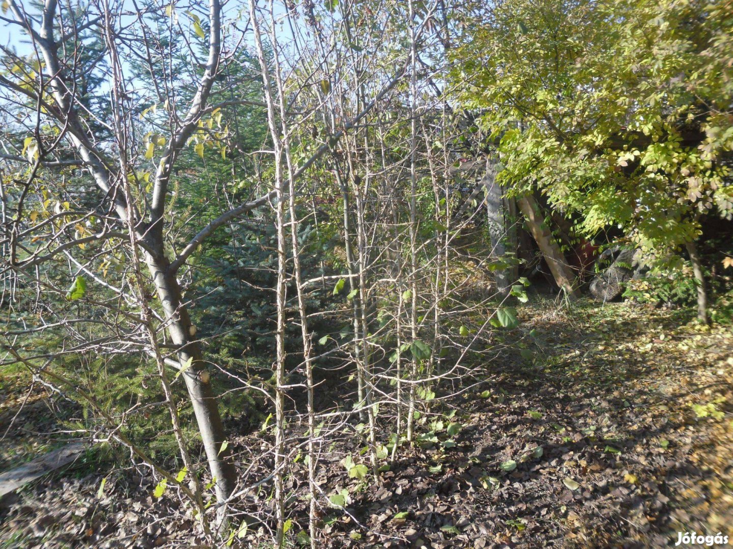 Eladó török mogyoró,(Corylus colurna)