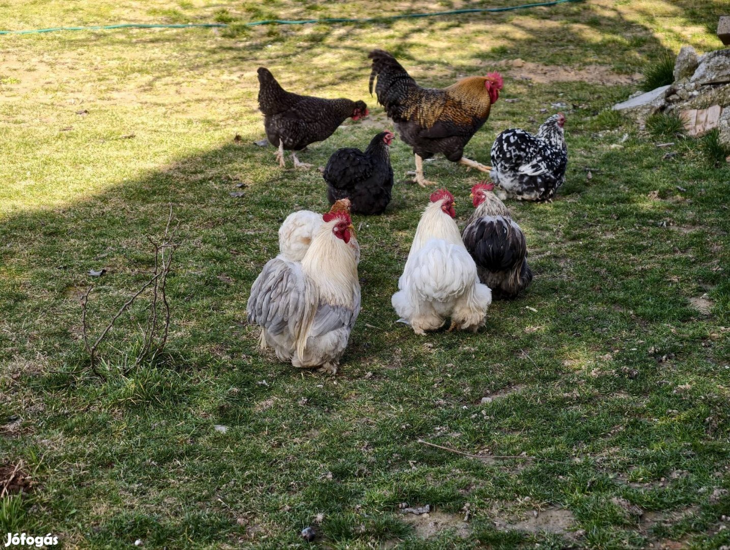 Eladó törpe cochin