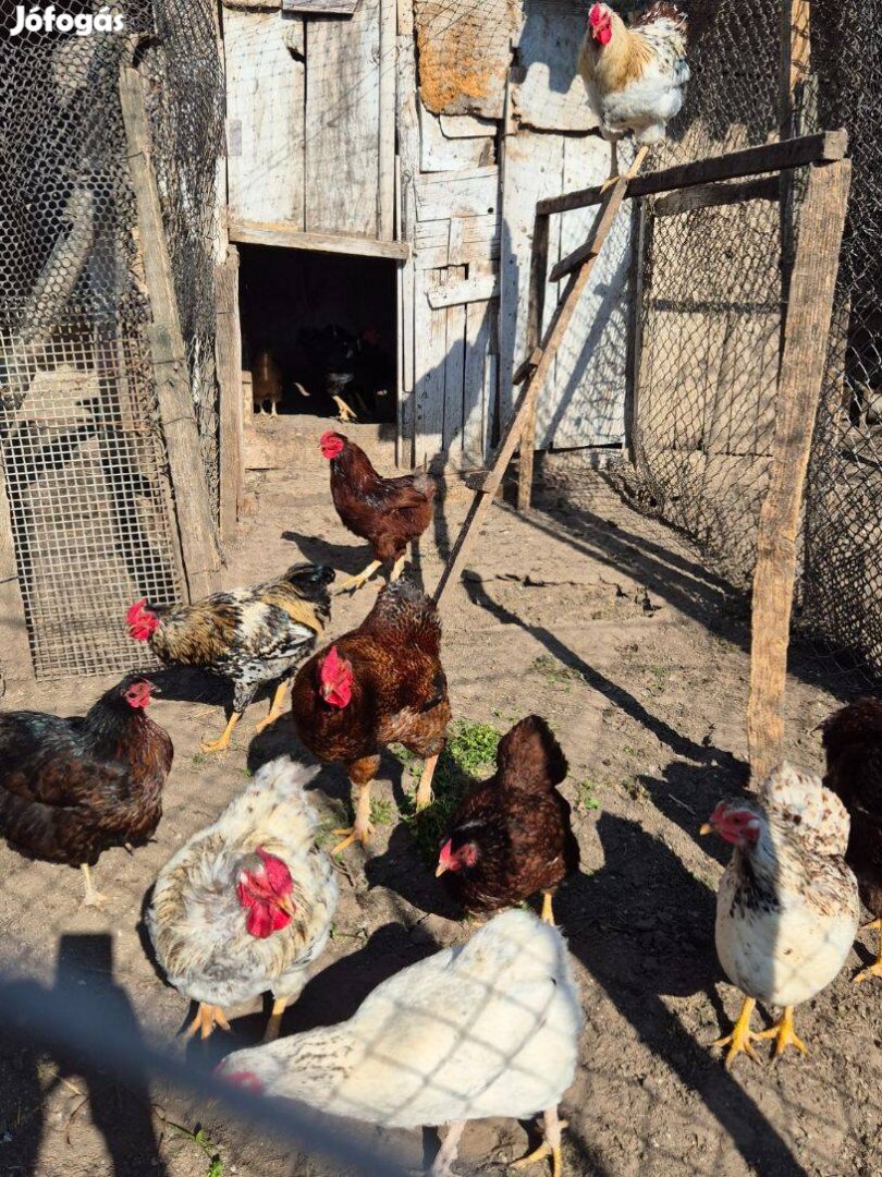 Eladó törpe kakasok