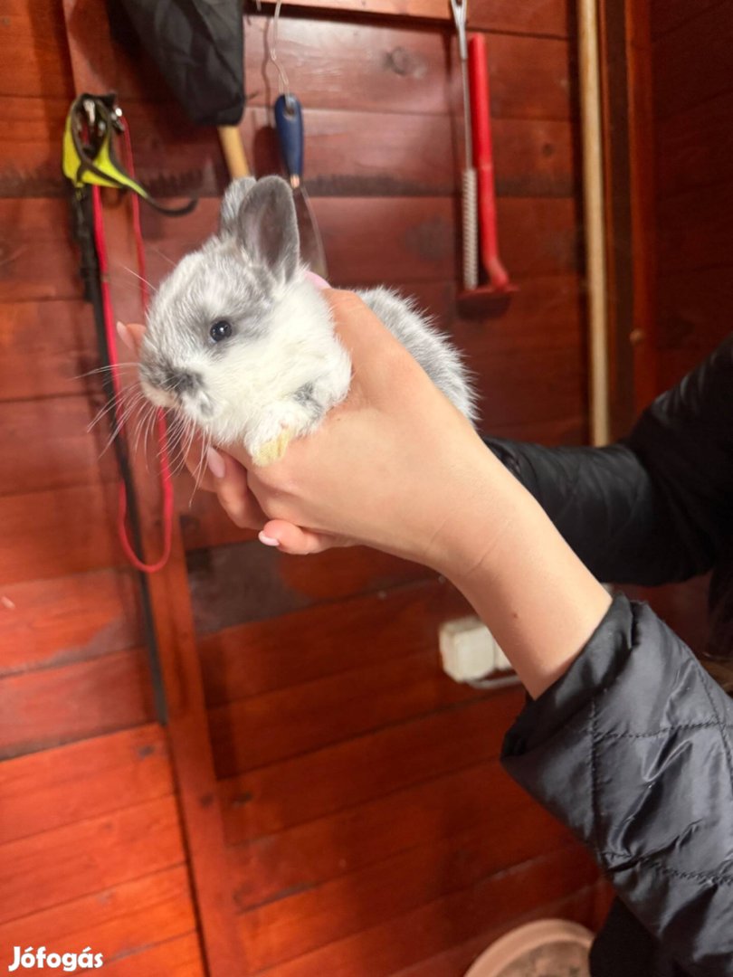 Eladó törpe nyuszik