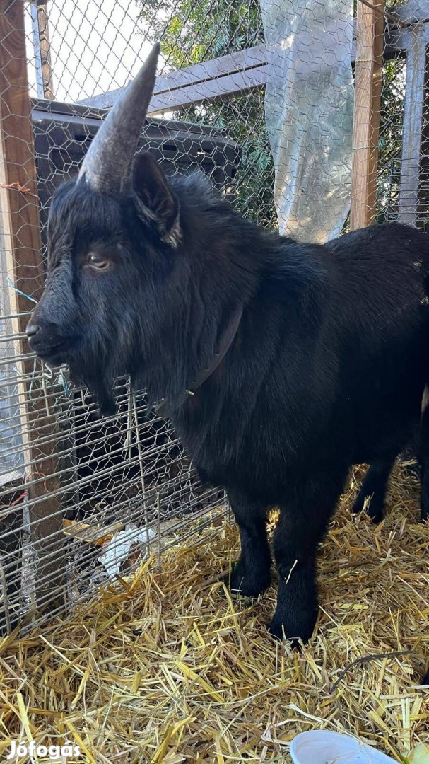 Eladó törpekecske bak, törpe kecske bak eladó-cserélhető núbiai gidára