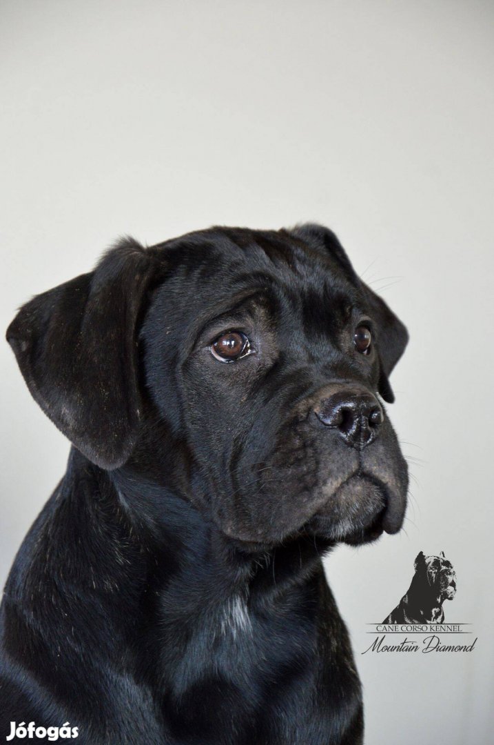Eladó törzskönyves Cane Corso kan kölykök