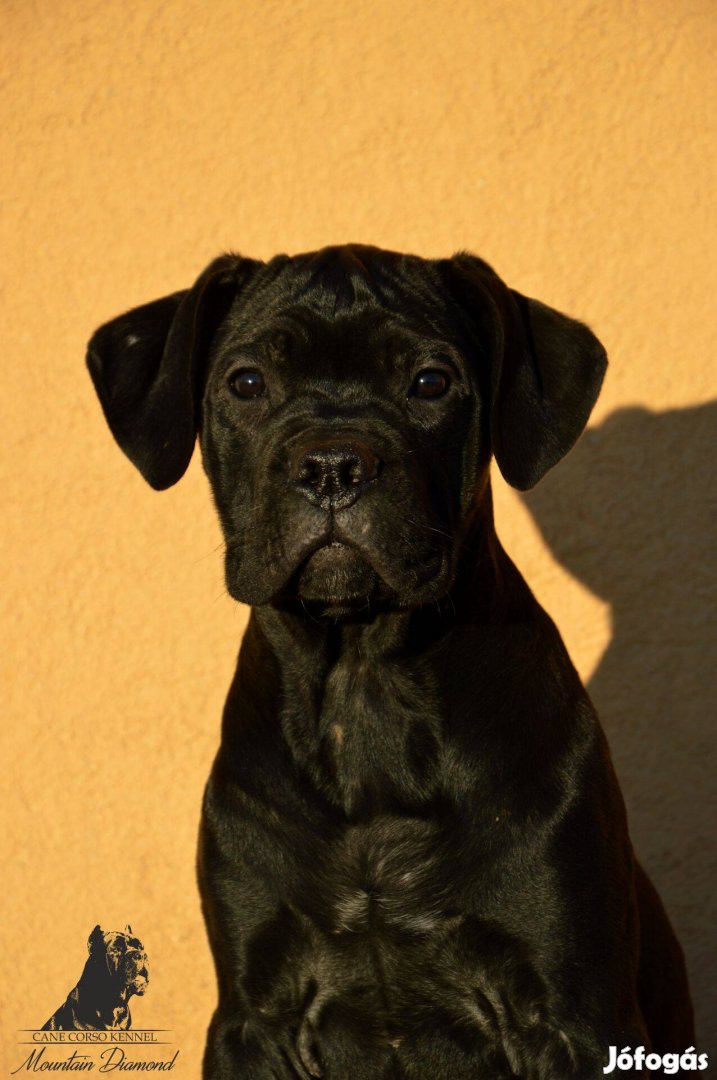 Eladó törzskönyves Cane Corso szuka kölykök