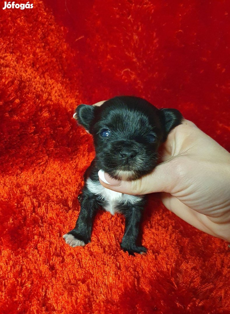 Eladó törzskönyves yorki yorkshire terrier black kisfiú