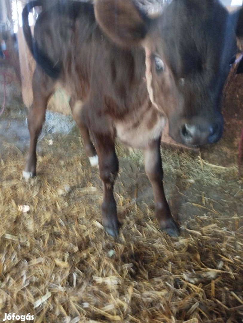 Eladó üsző borjú borjú 