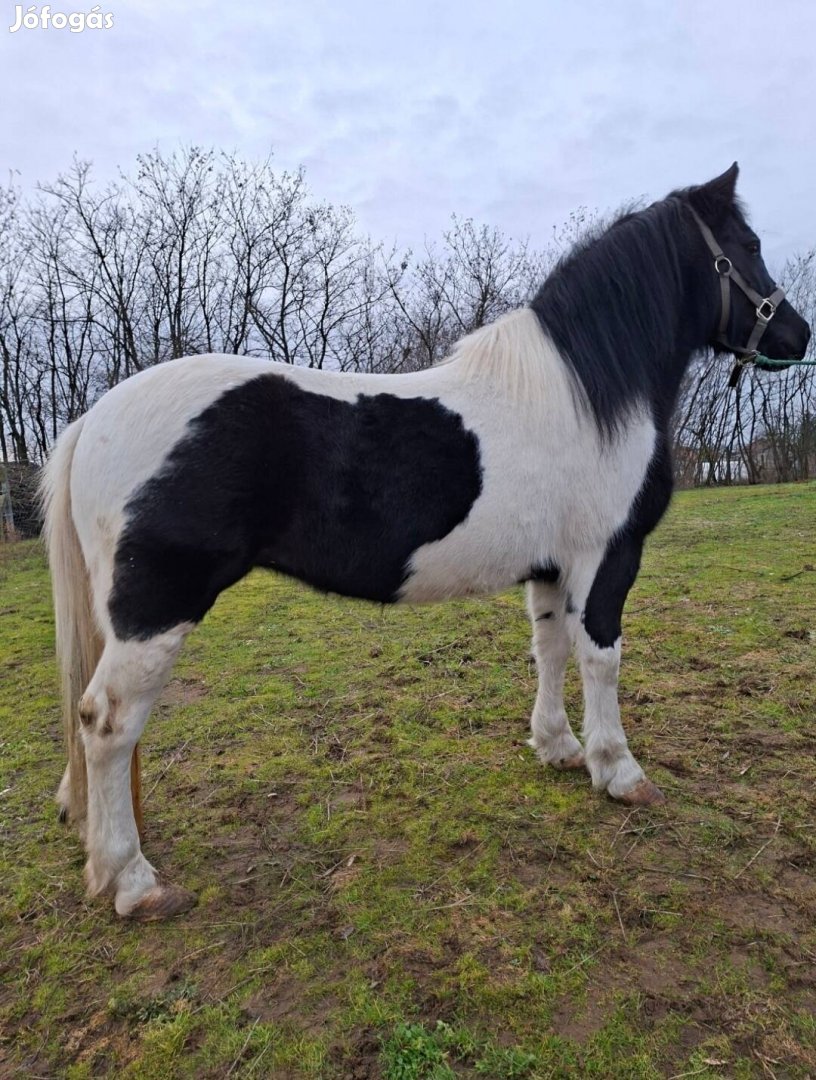 Eladó útleveles kanca