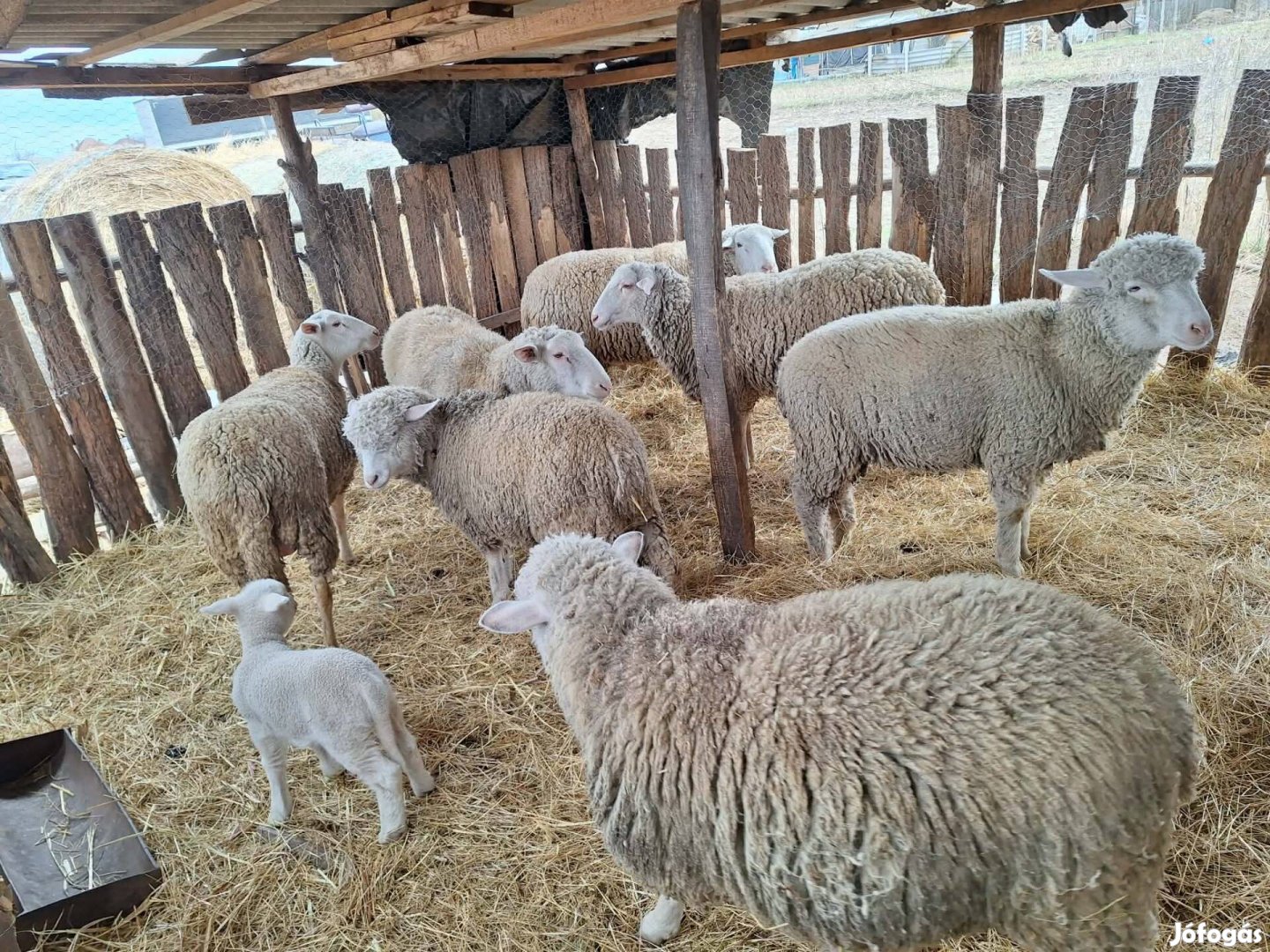 Elado v Cserélhető juhok és kecskék