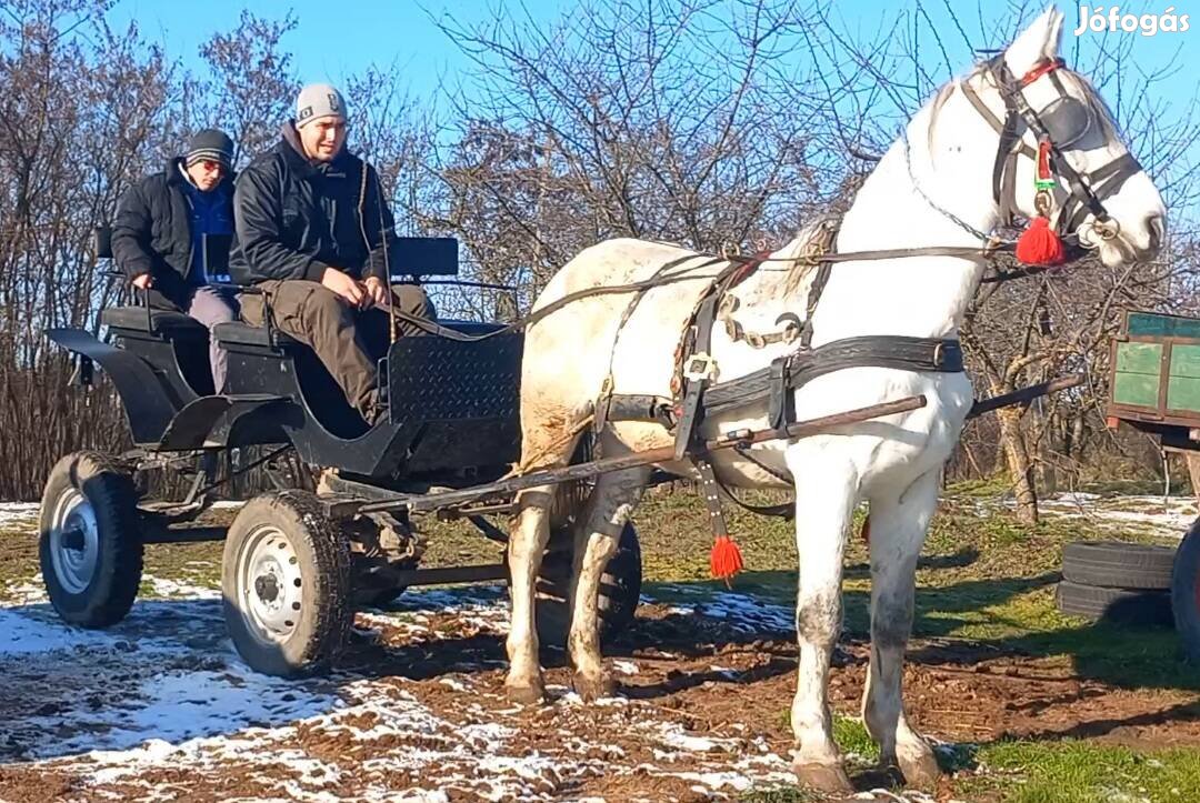 Eladó vagy Cserélhető jó kocsis csődör 