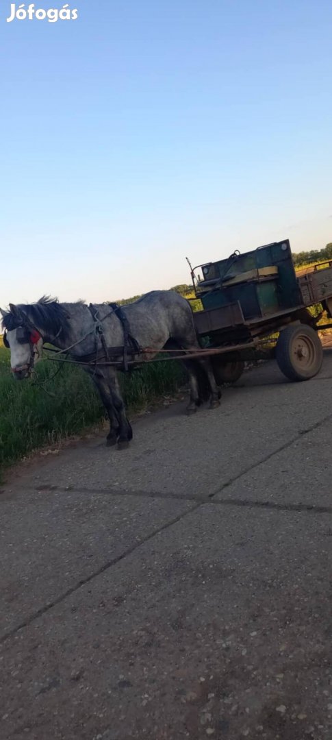 Eladó vagy csere csődör csikó 