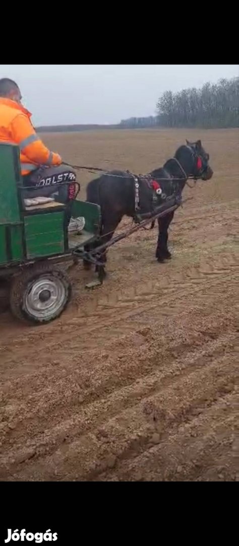 Eladó vagy csere érdekel poni