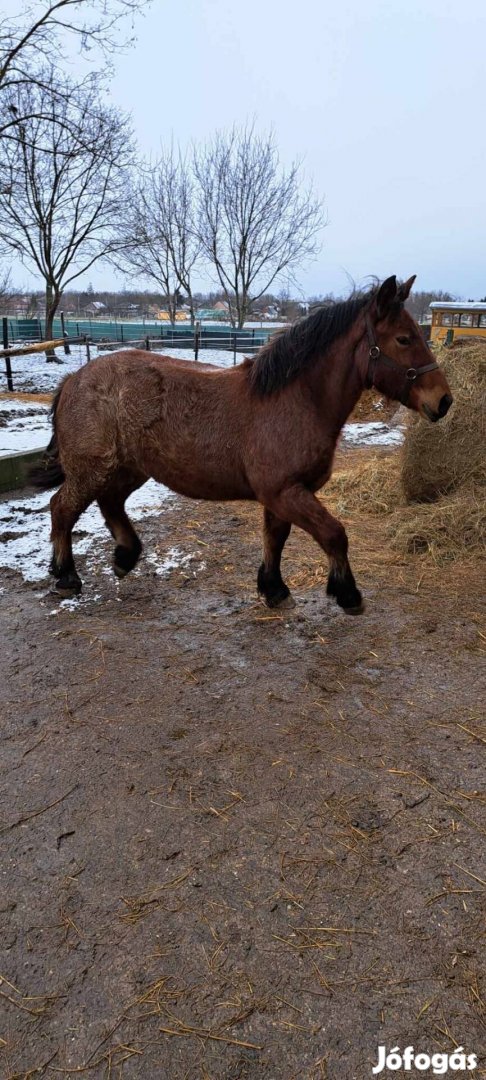 Eladó vagy csere hidegvérű csikó - Perkáta, Fejér - Ló