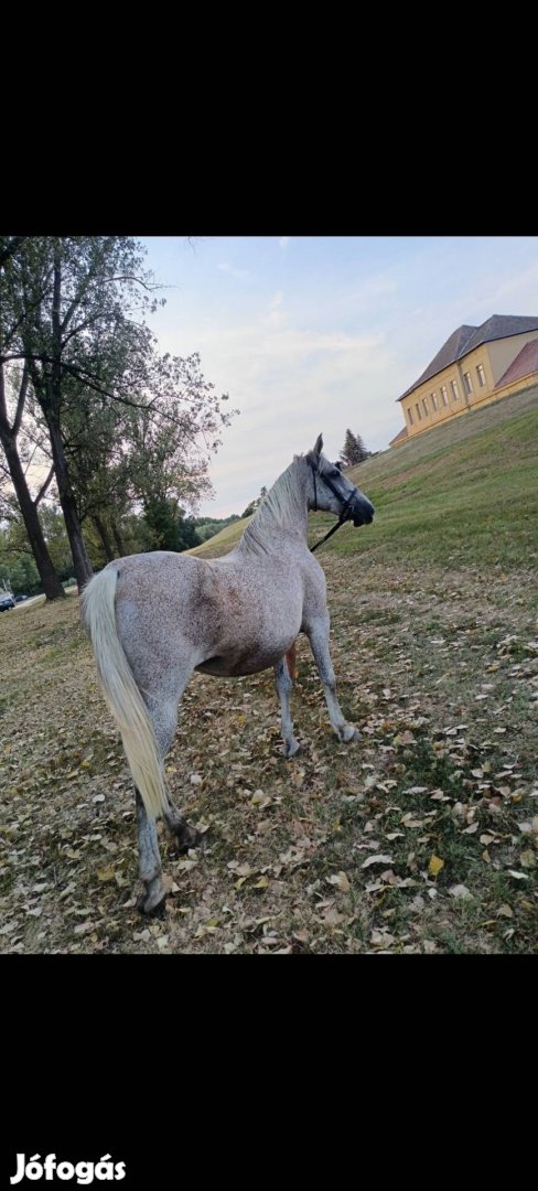 Eladó vagy csere kanca