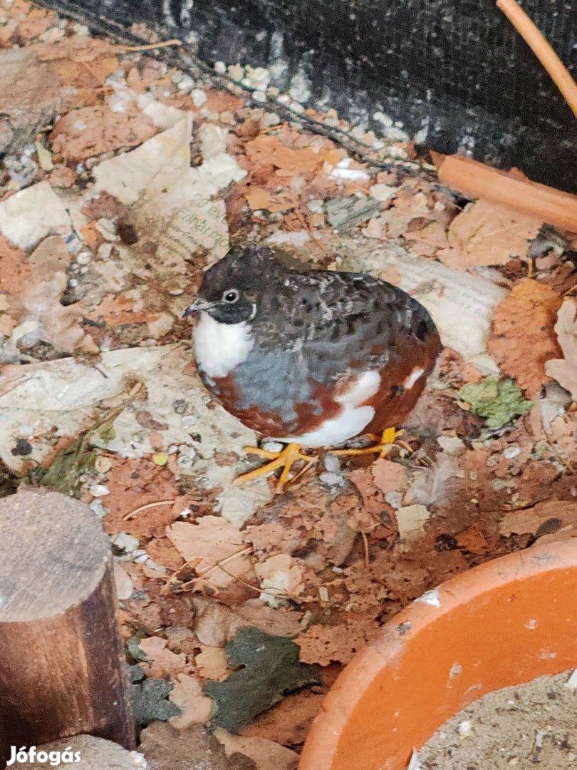 Eladó vagy csere kínai törpefürj 