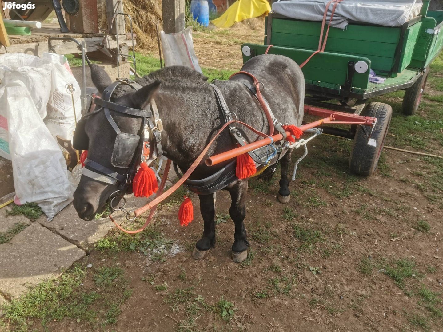 Eladó vagy csere nagyobbra 100centis 6 éves 