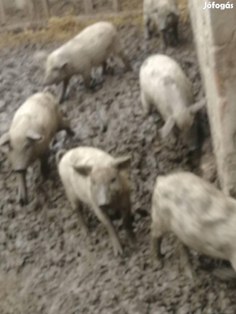 Eladó vagy csere szőke mangalica malacok