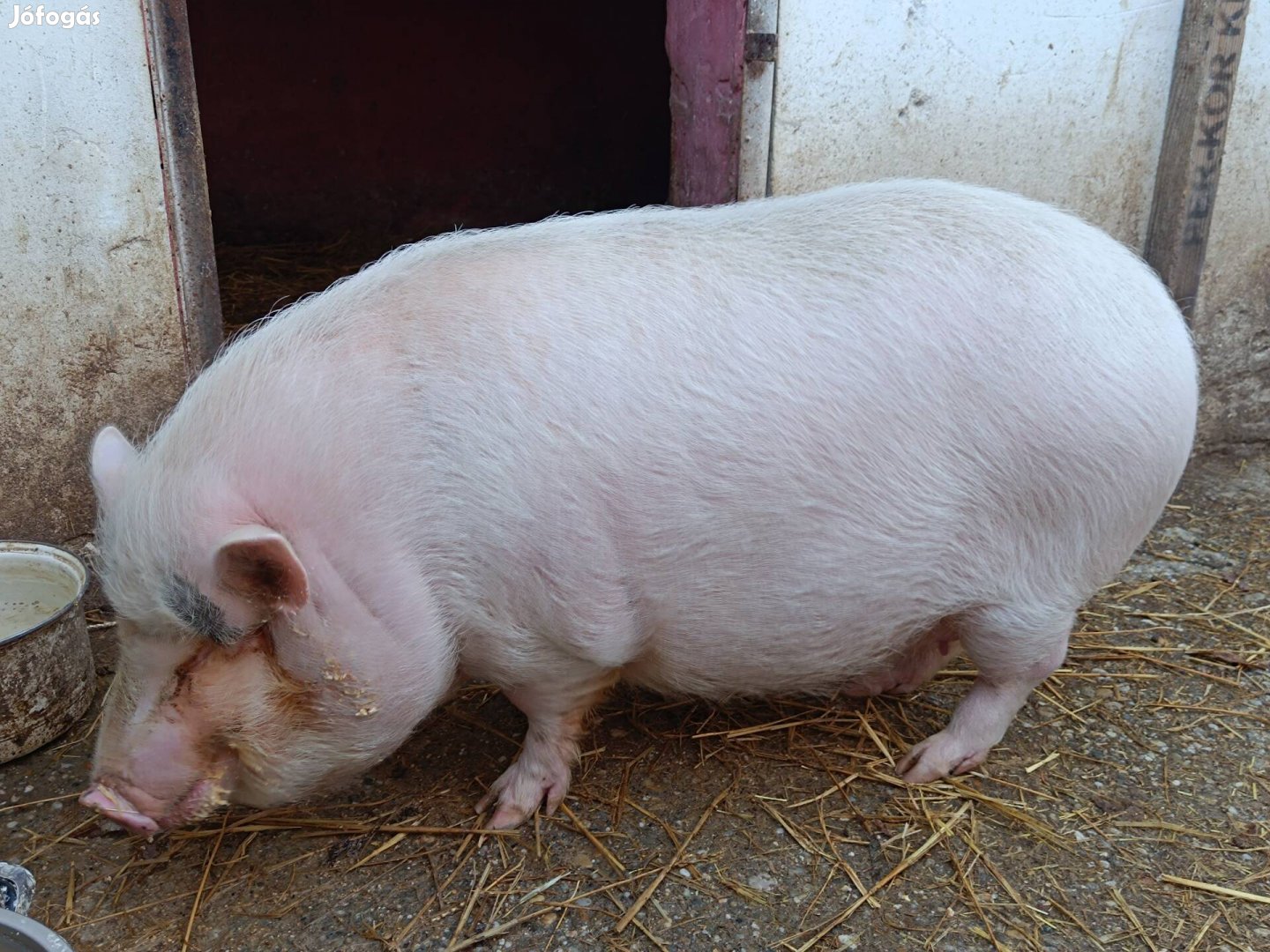 Eladó vagy csere választási malacokra.