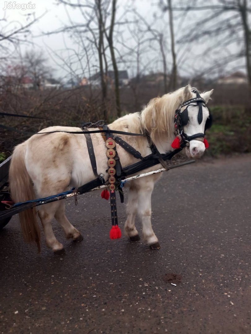 Eladó vagy cserélhető 132cm deres csődör póni 