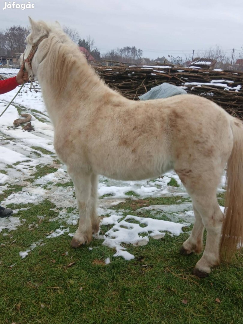 Eladó vagy cserélhető 133cm poni