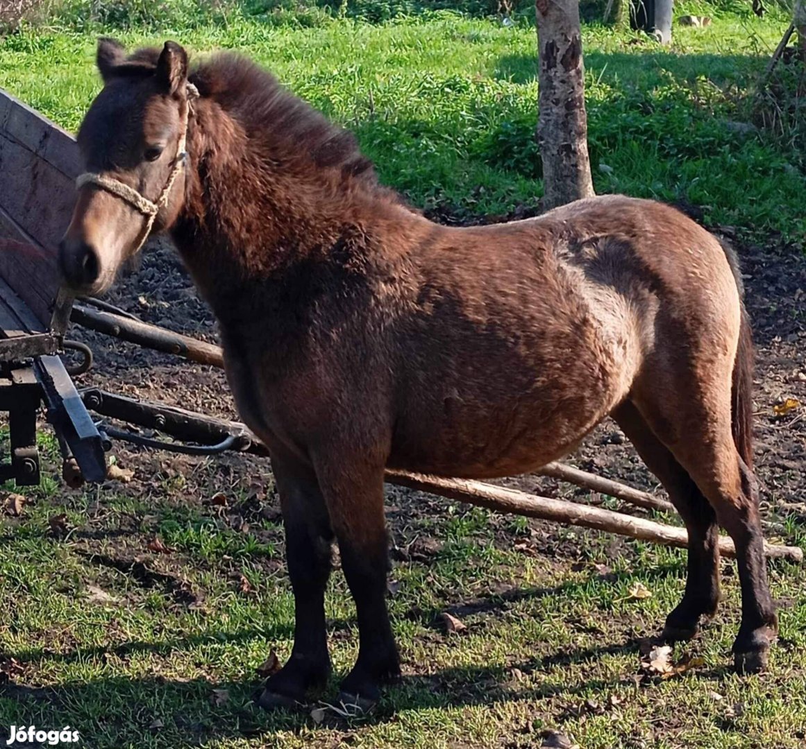 Eladó vagy cserélhető 2eves herelt poni 