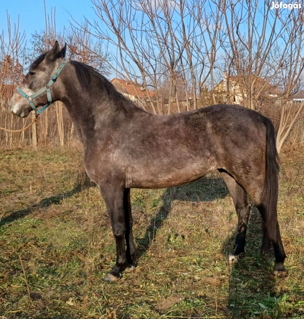 Eladó vagy cserélhető Kanca ló