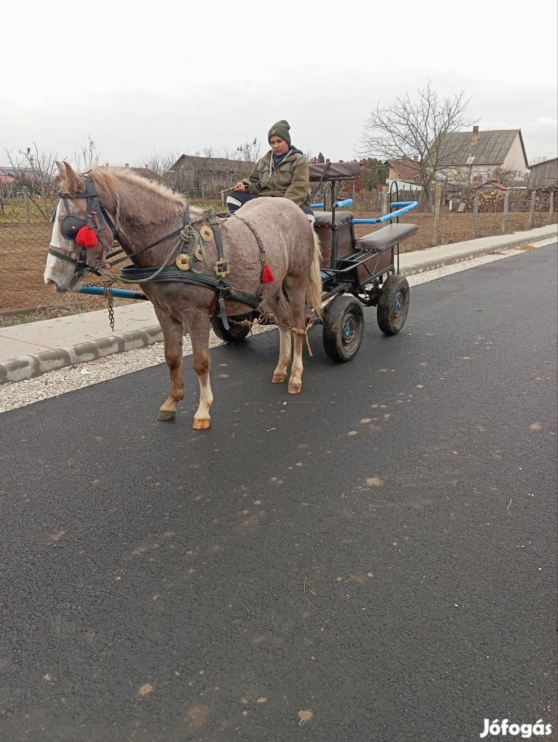 Eladó vagy cserélhető  csődör 