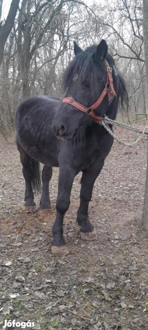 Elado vagy cserélhető akár be fogva is