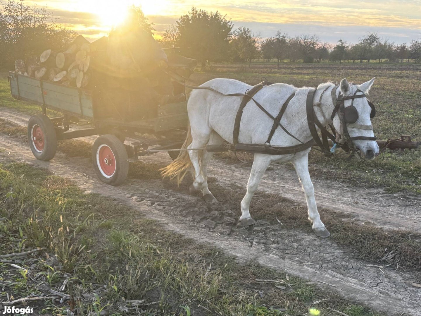 Eladó vagy cserélhető bika borjukra!