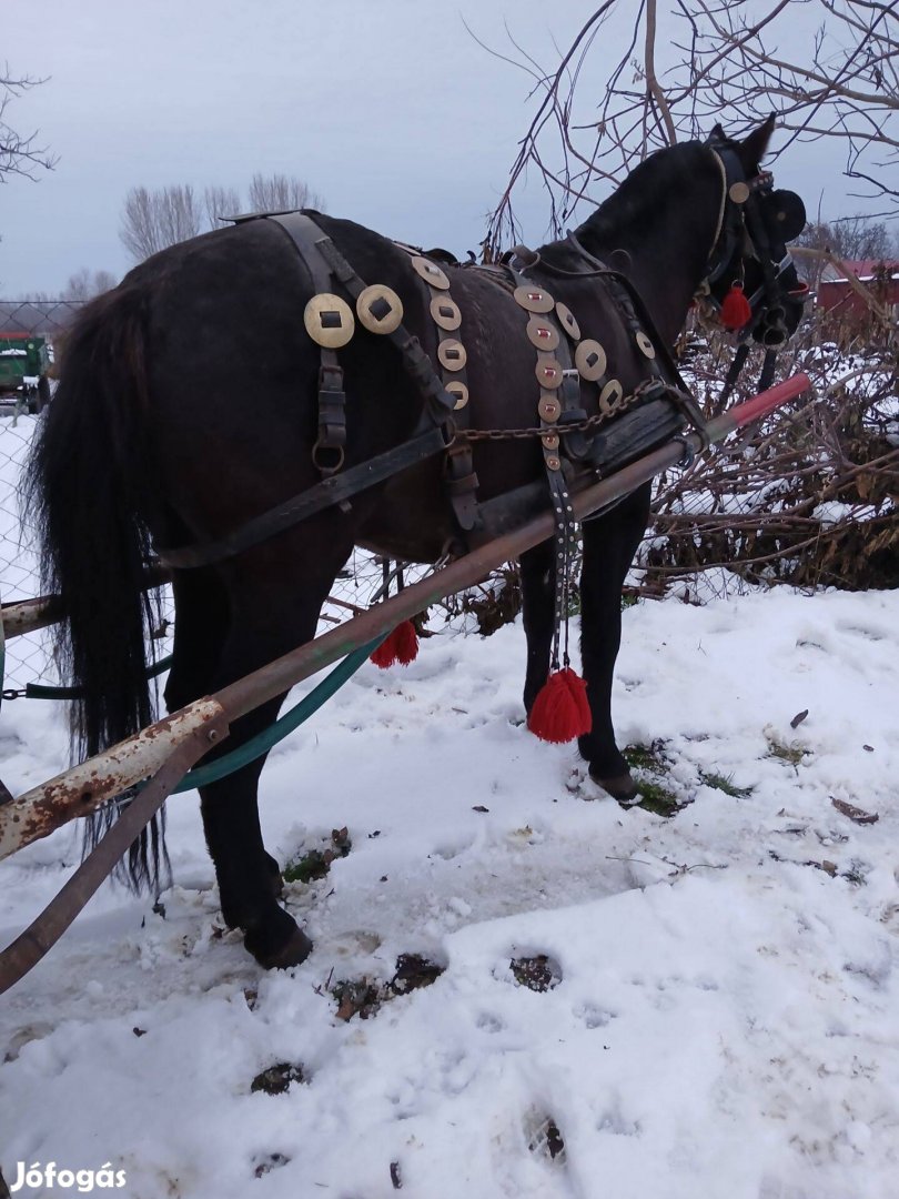 Eladó vagy cserélhető csődör!