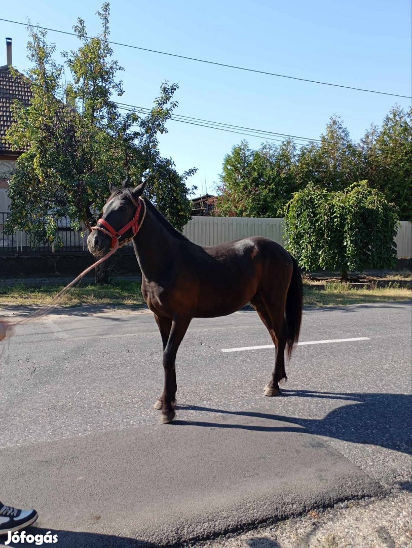 Eladó vagy cserélhető csődör csikó 