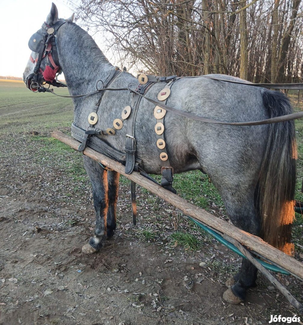 Eladó vagy cserélhető deres herélt!