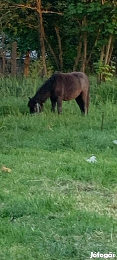 Eladó vagy cserélhető egy poni 