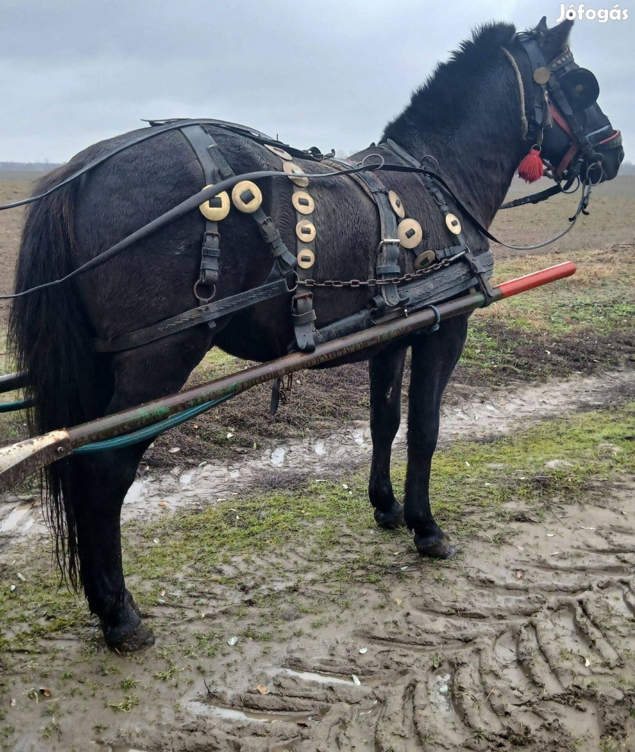 Eladó vagy cserélhető fekete csődör!