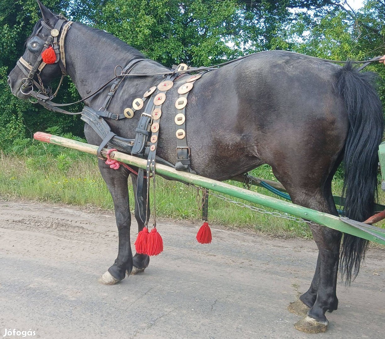 Eladó vagy cserélhető fekete kanca!