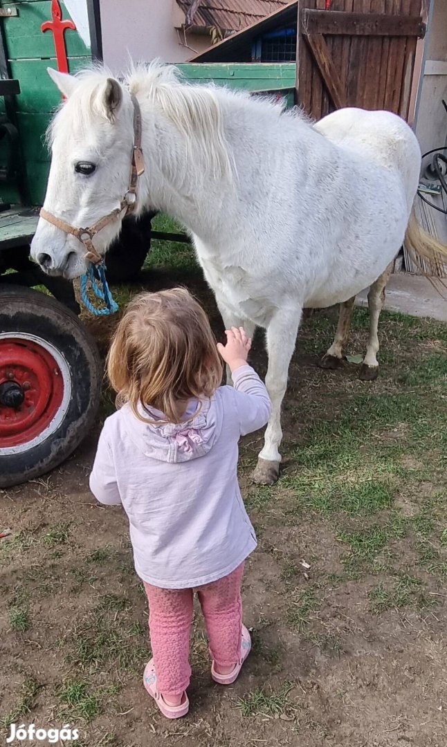 Eladó vagy cserélhető hasas kanca póni!!