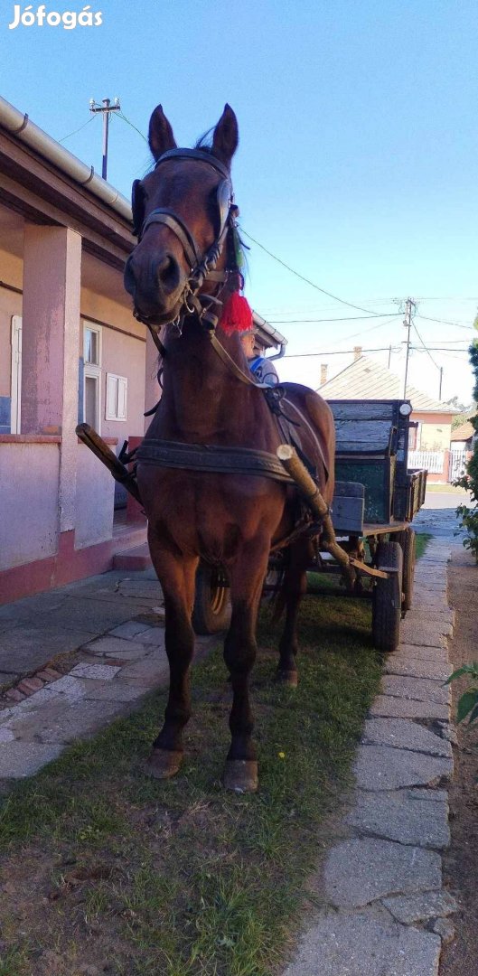 Eladó vagy cserélhető herélt ló