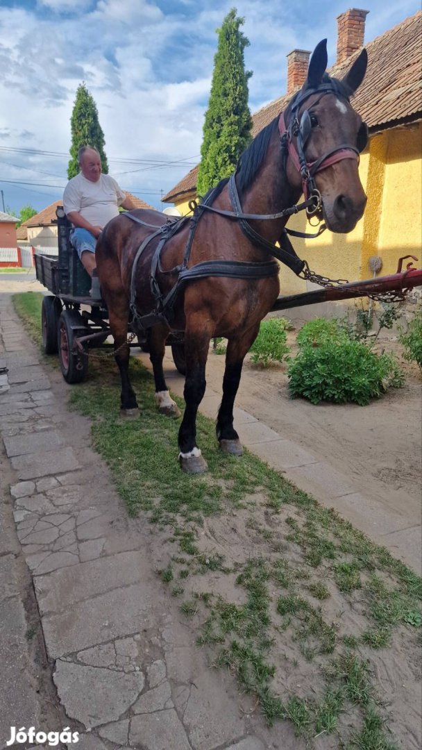 Eladó vagy cserélhető herélt ló