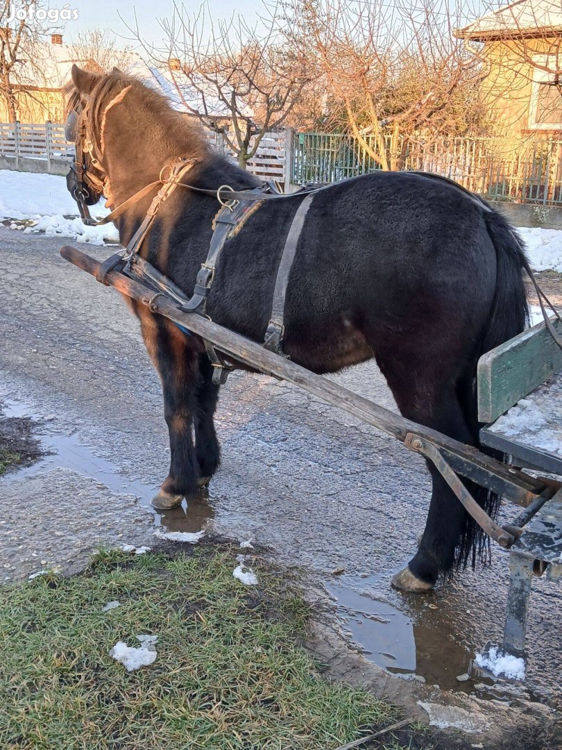 Eladó vagy cserélhető herélt póni!