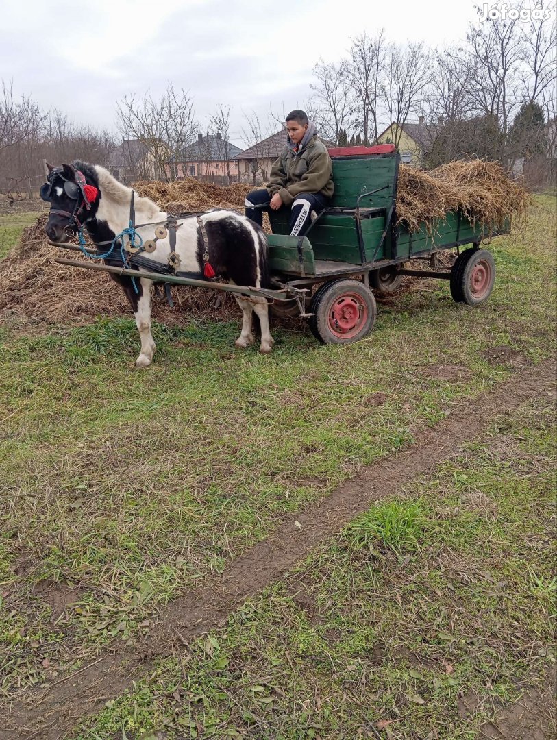 Eladó vagy cserélhető herelt póni 