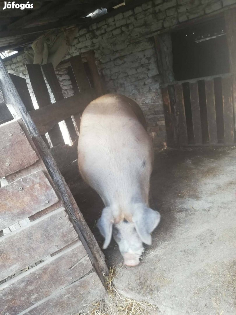 Eladó vagy cserélhető hizó