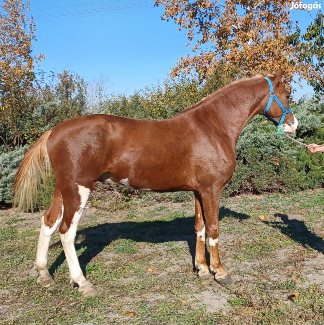 Eladó vagy cserélhető holland csiko