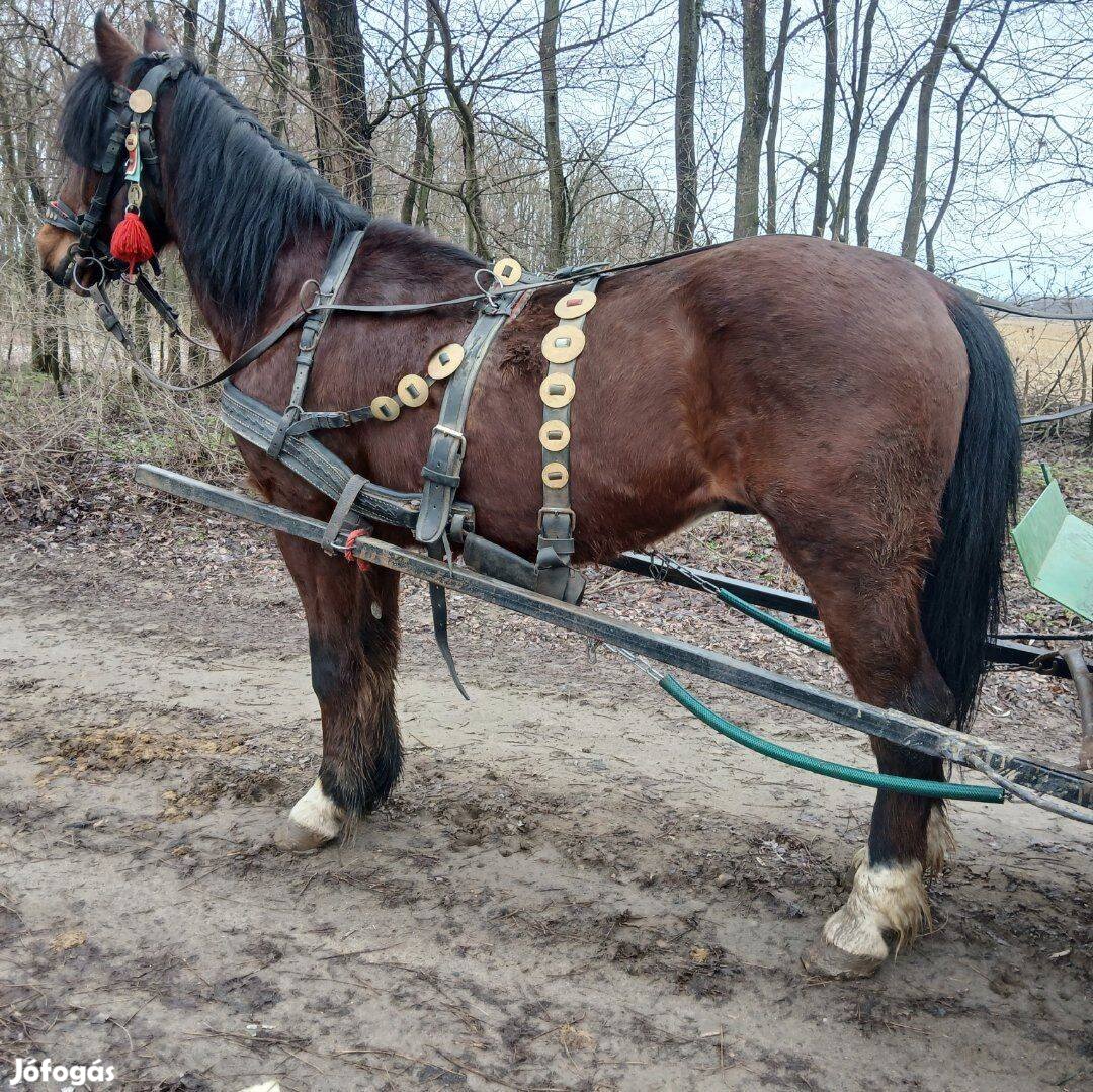Eladó vagy cserélhető jókocsis herélt!