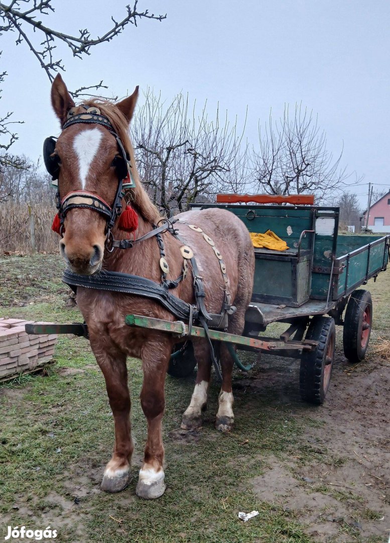 Eladó vagy cserélhető jókocsis herélt!