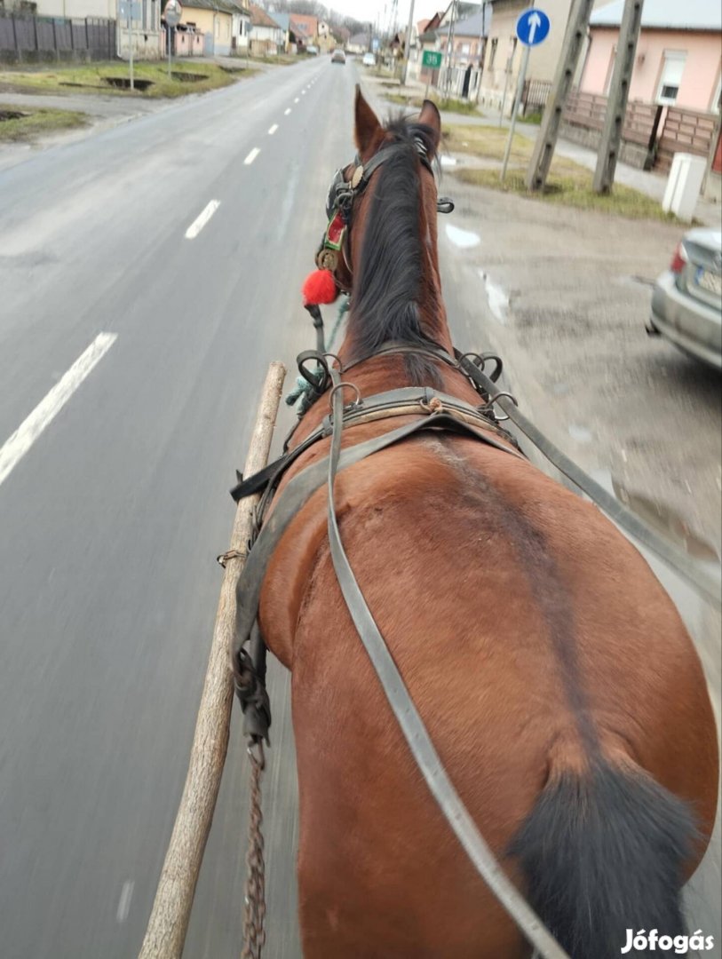 Eladó vagy cserélhető kanca ló